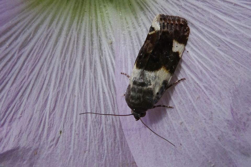 Acontia lucida - fehér nappalibagoly