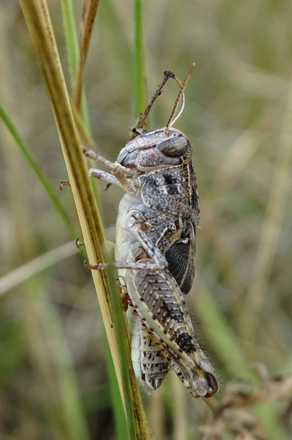 Calliptamus