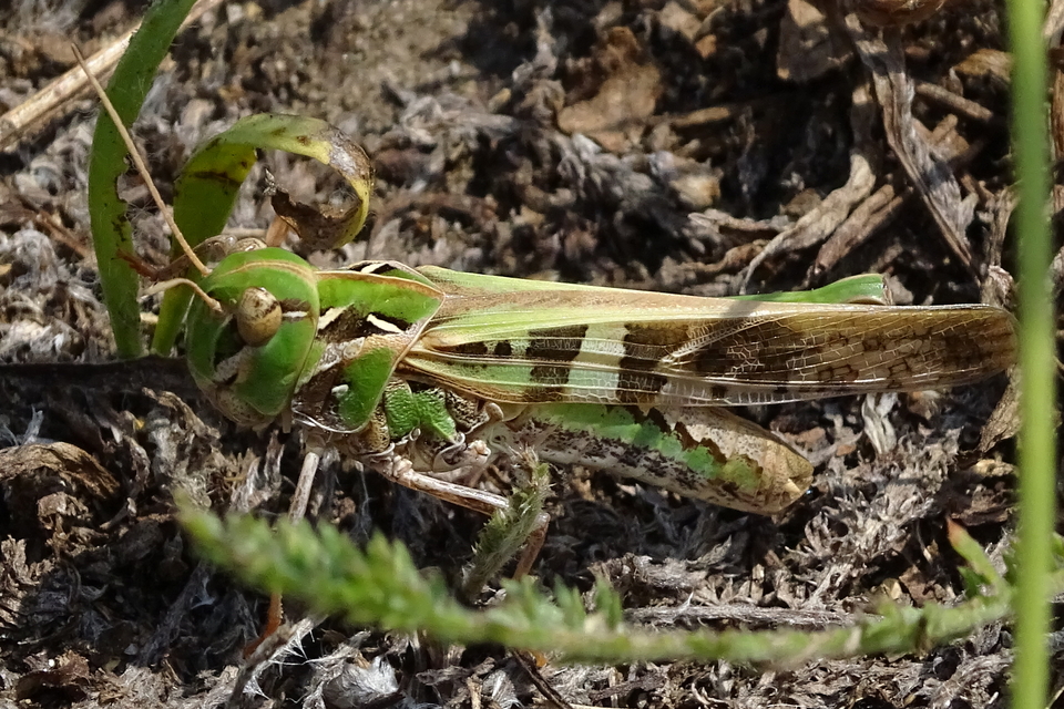 Oedaleus decorus - szalagos sáska