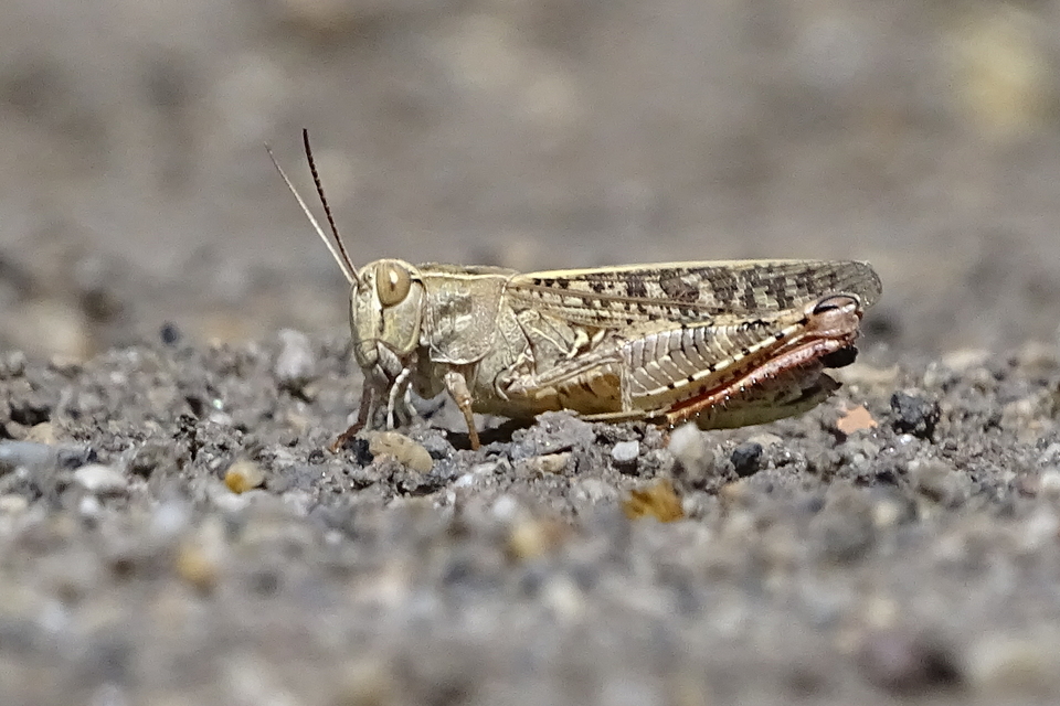 Calliptamus italicus - olaszsáska