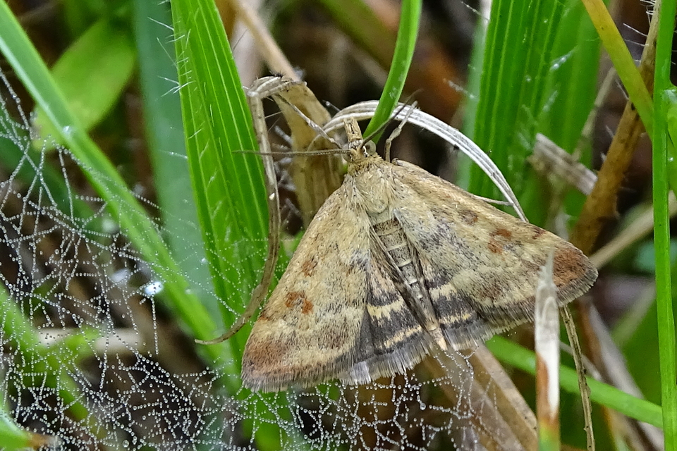 Pyrausta despicata - réti bíbormoly