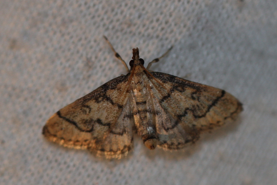 Metasia ophialis - kígyósávos tűzmoly