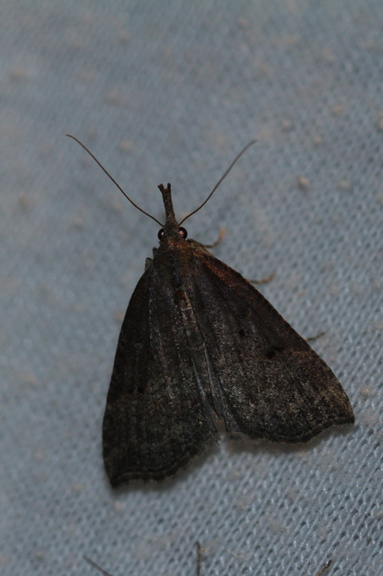 Hypena rostralis - közönséges karcsúbagoly