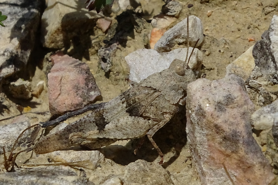 Oedipoda caerulescens - kékszárnyú sáska