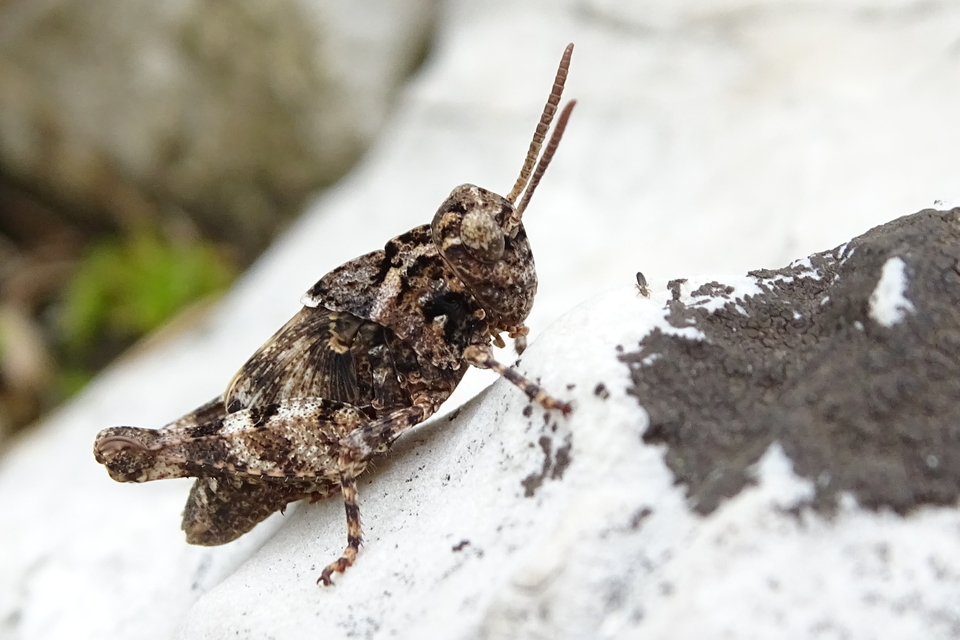 Oedipoda caerulescens - kékszárnyú sáska