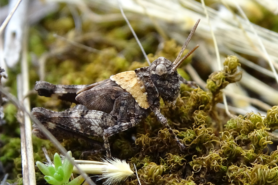 Oedipoda caerulescens - kékszárnyú sáska