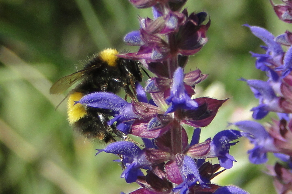 Bombus haematurus - mediterrán poszméh