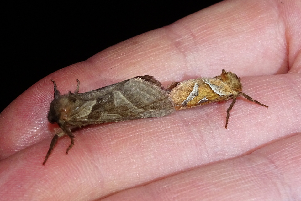 Triodia sylvina - kis gyökérrágólepke