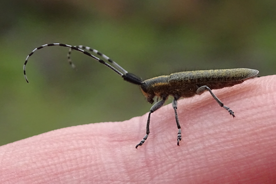Agapanthia villosoviridescens - fehérgyűrűs bogáncscincér