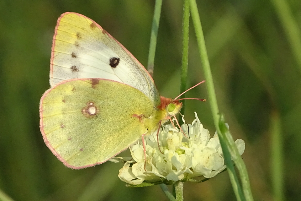 Colias croceus - sáfránylepke