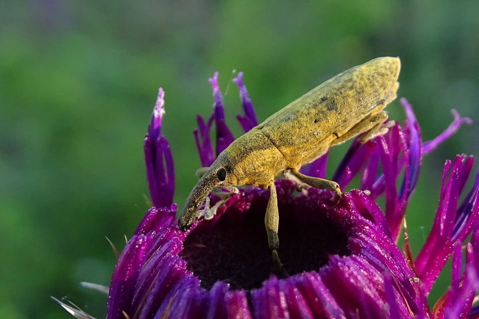 Lixus pulverulentus - mályvafúró dudvabarkó