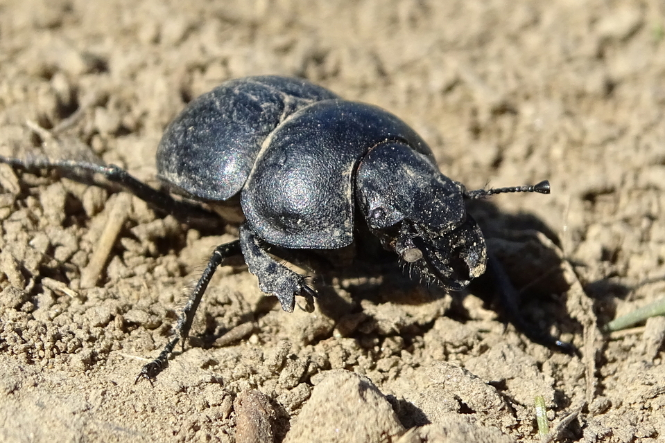 Lethrus apterus - nagyfejű csajkó
