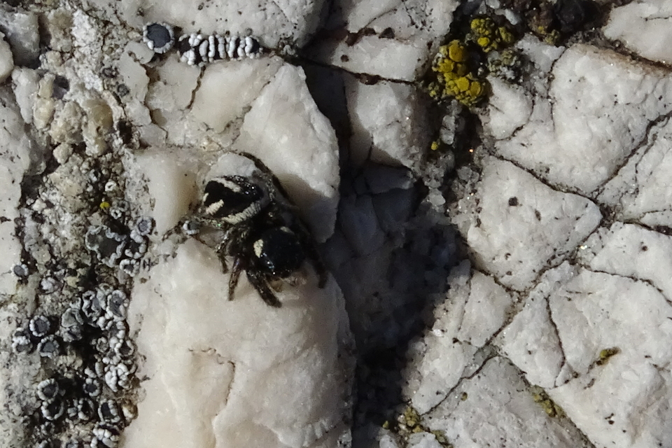 Pellenes nigrociliatus - csigás ugrópók