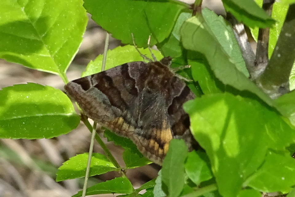 Euclidia glyphica - közönséges nappalibagoly
