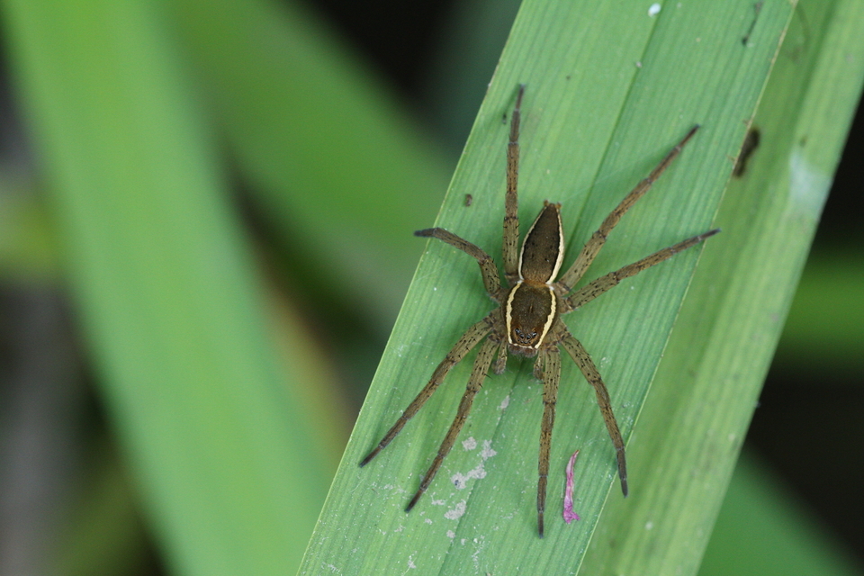 Dolomedes fimbriatus - szegélyes vidrapók