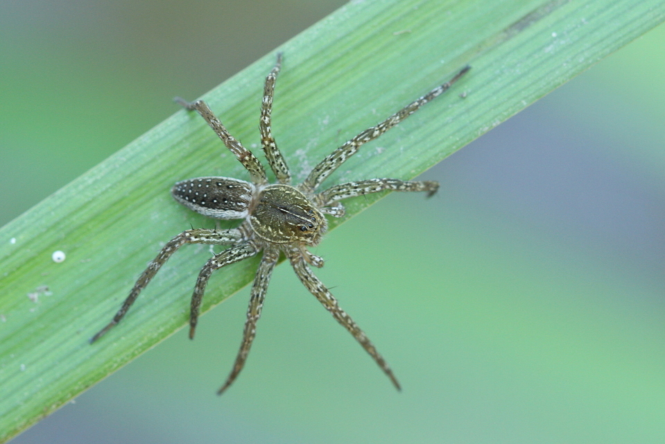 Dolomedes plantarius - parti vidrapók