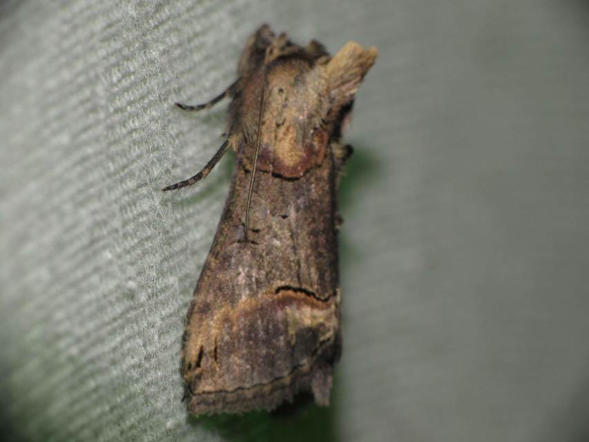 Abrostola triplasia - közönséges csalánbagoly