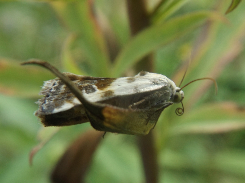 Ponometia candefacta - parlagfűbagoly