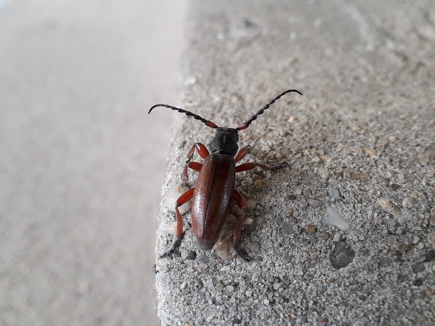 Dorcadion fulvum - barna gyalogcincér Dorcadion fulvum - barna gyalogcincér