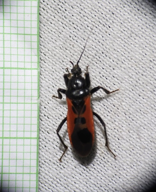 Peirates hybridus - foltos rablópoloska