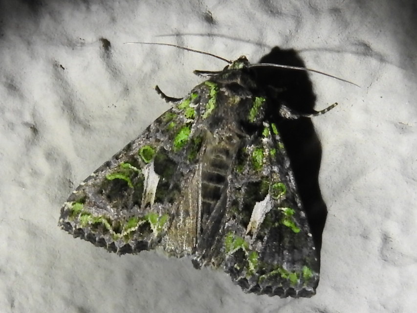 Trachea atriplicis - nyári zöldbagoly