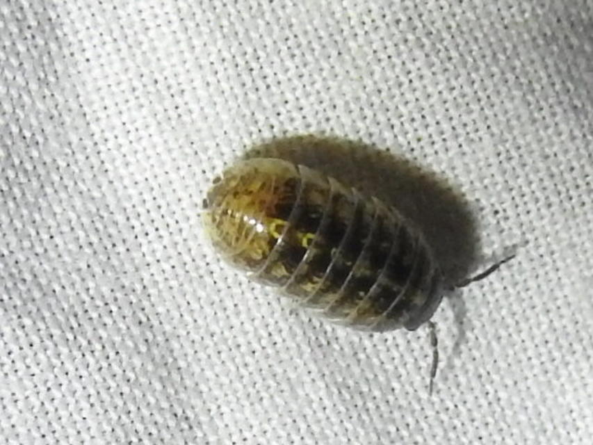 Armadillidium