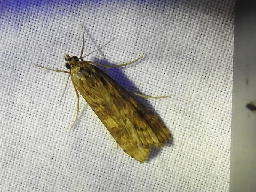 Nomophila noctuella - közönséges vándormoly
