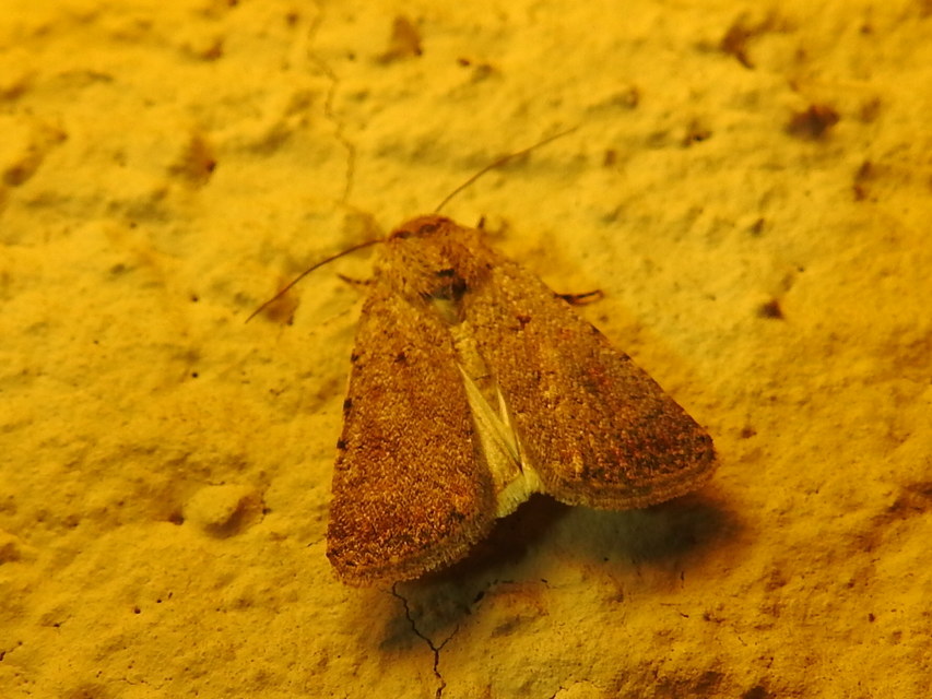 Paradrina clavipalpis - közönséges selymesbagoly