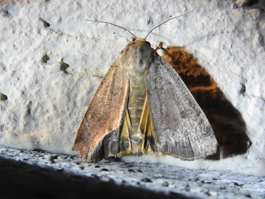 Noctua comes - kis sárgafűbagoly