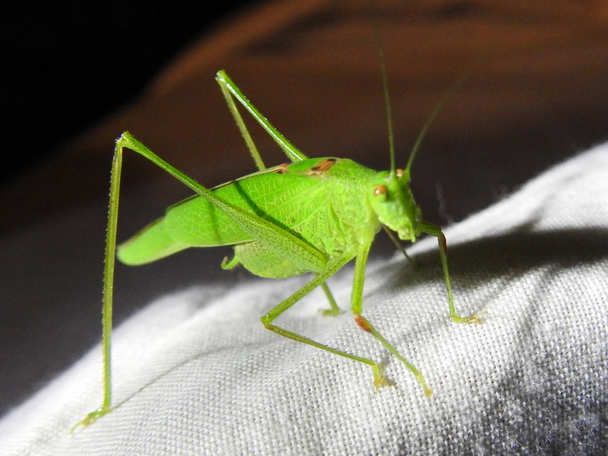 Phaneroptera nana - pontozott repülőszöcske
