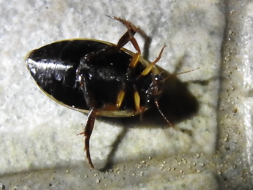 Rhantus suturalis - gyakori particsíkbogár