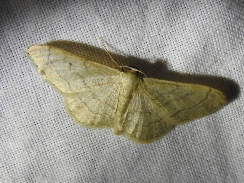 Idaea deversaria - egyszínű sávosaraszoló