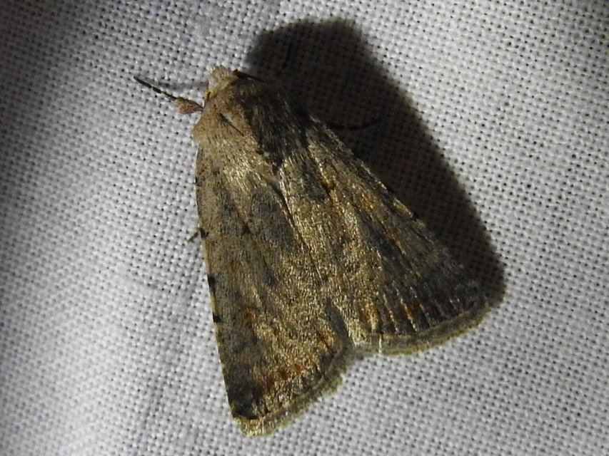 Paradrina clavipalpis - közönséges selymesbagoly