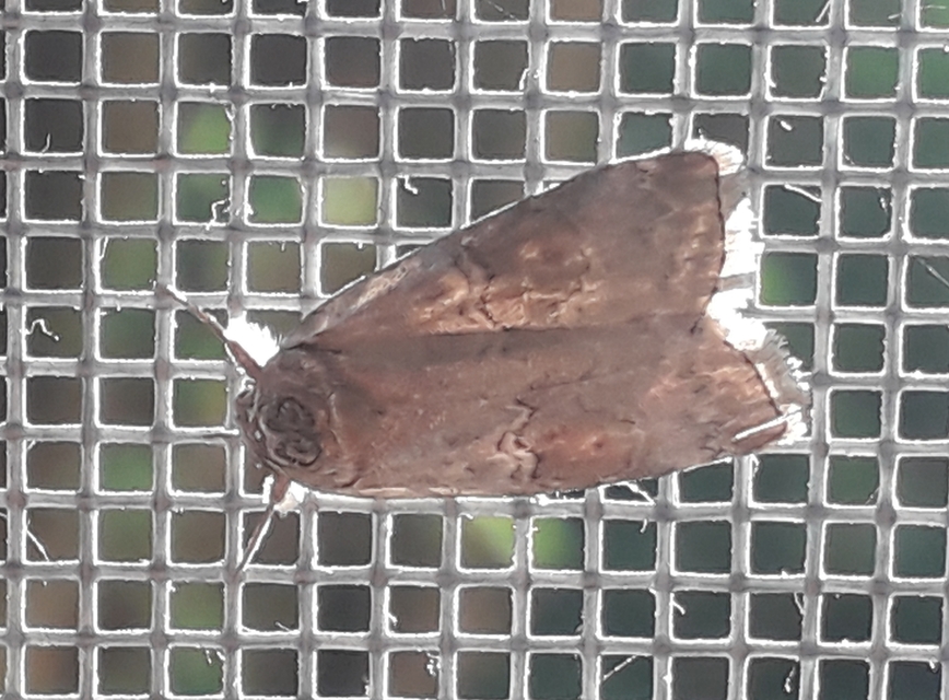 Nycteola asiatica - nyárfa-trapézbagoly
