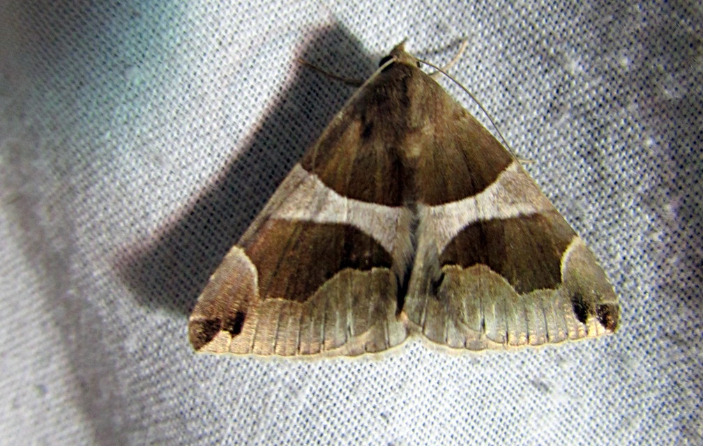 Dysgonia algira - déli porcelánbagoly