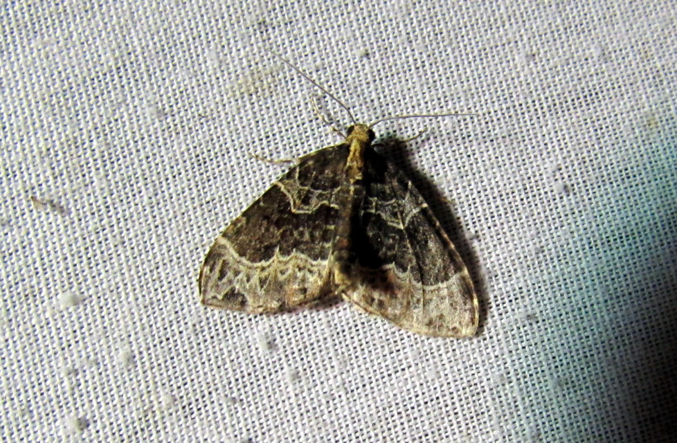 Ecliptopera silaceata - barna tarkaaraszoló