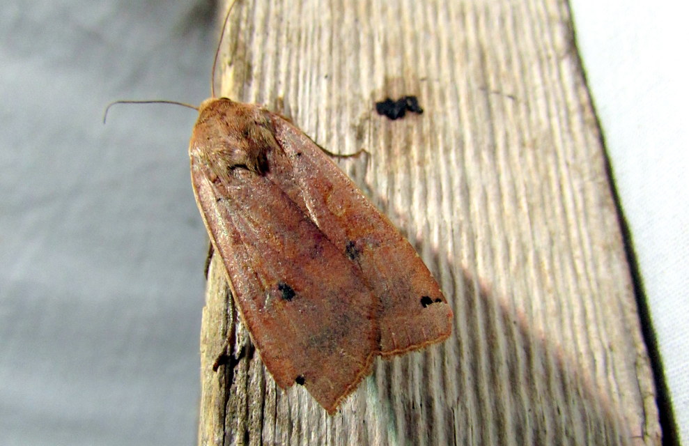 Noctua pronuba - nagy sárgafűbagoly