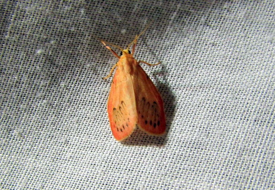 Miltochrista miniata - piros medvelepke