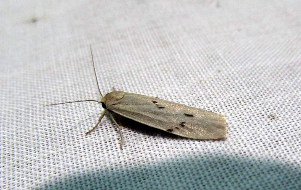 Pelosia muscerda - hamvas zuzmószövő
