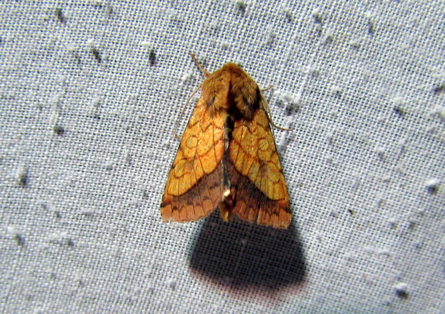 Pyrrhia umbra - iglicebagoly
