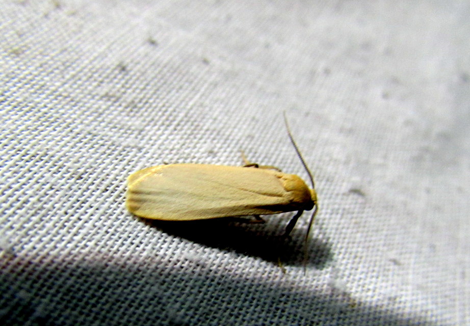 Eilema sororcula - sárga zuzmószövő
