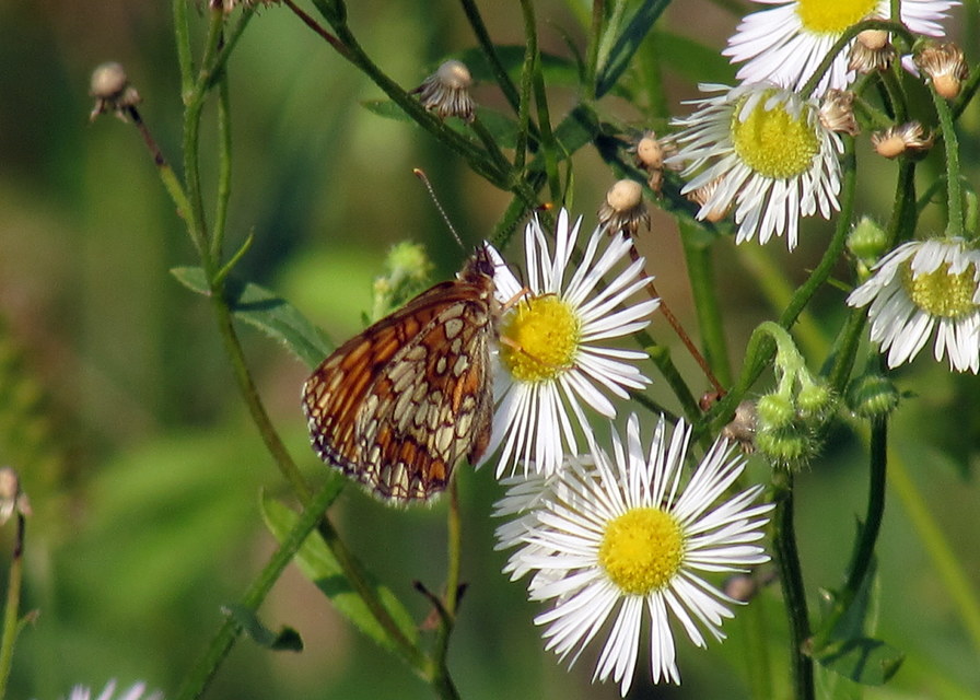 Melitaea athalia - közönséges tarkalepke