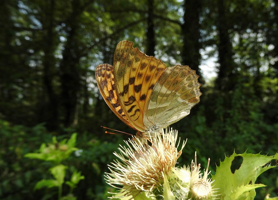Argynnis paphia - nagy gyöngyházlepke