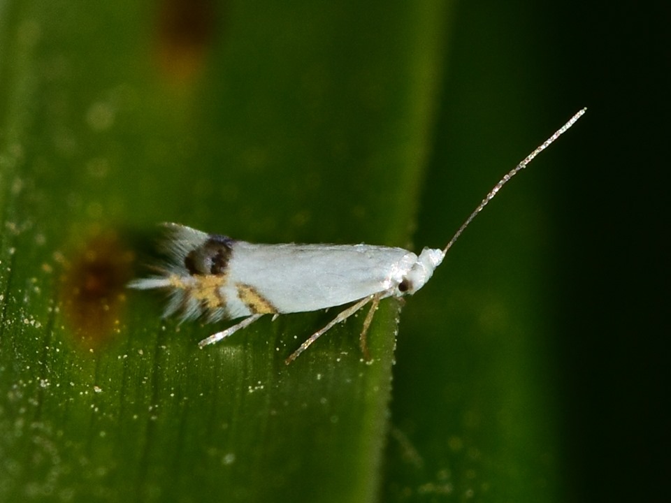Leucoptera spartifoliella - seprőzanótevő fehérmoly
