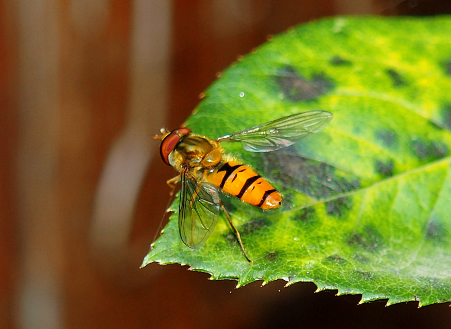 Episyrphus balteatus - ékfoltos zengőlégy