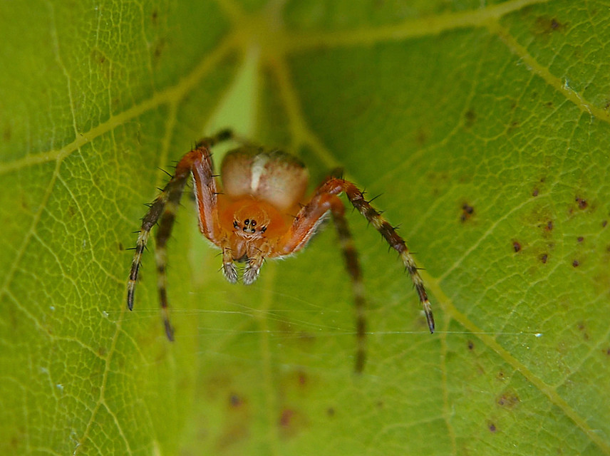 Araneus diadematus - koronás keresztespók