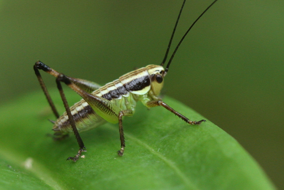 Pachytrachis gracilis - karcsú szöcske