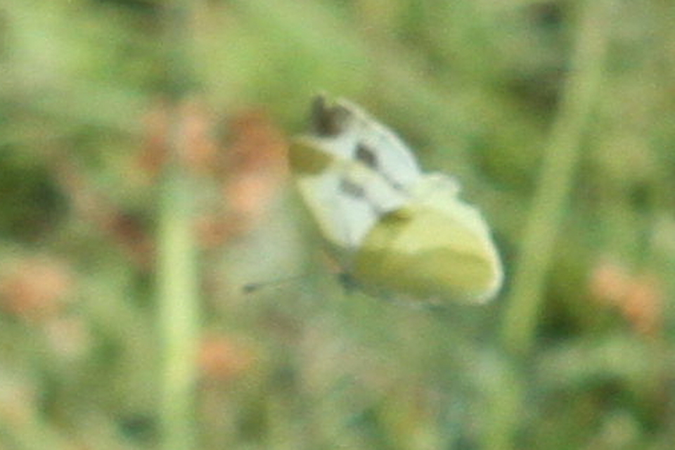 Pieris ergane - sziklai fehérlepke