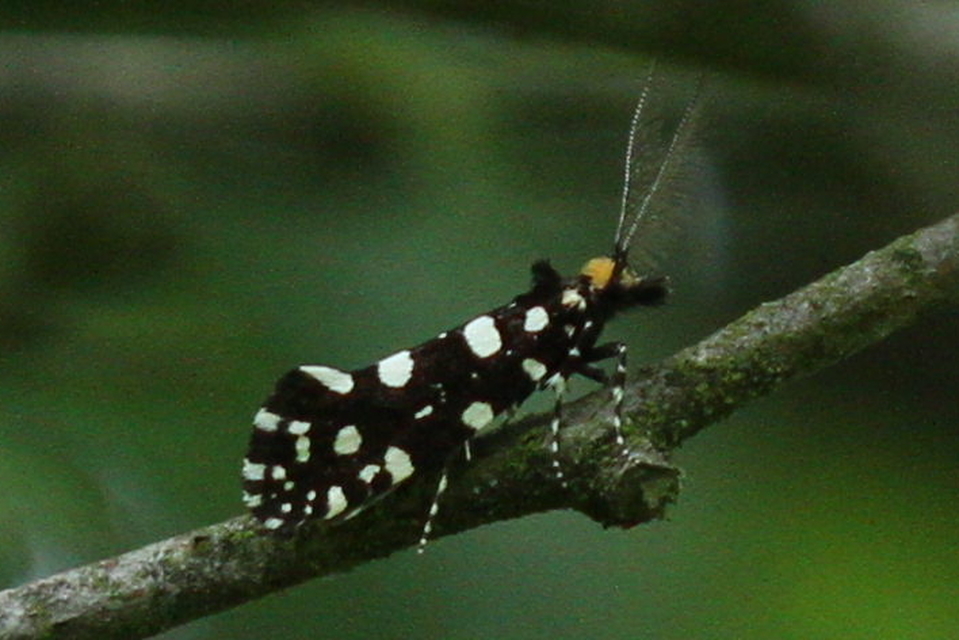 Euplocamus anthracinalis - fésűscsápú korhadékmoly