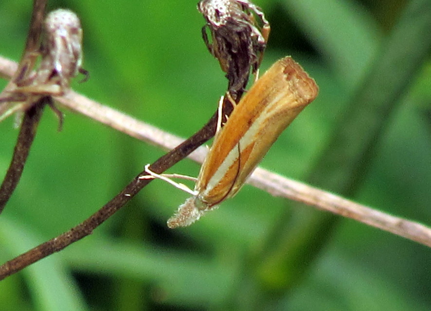 Agriphila